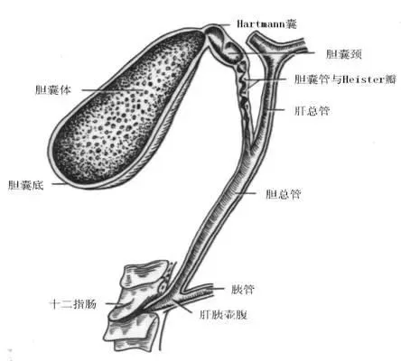 四川胆结石患者经历分享：药物治疗胆结石效果如何？(图4)